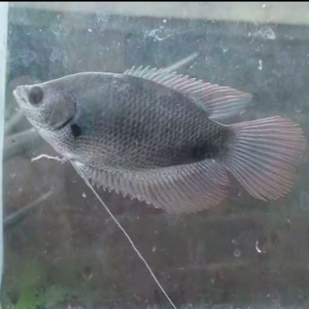 Gurame Sabah 11-12cm Red Tail Gouramy Gurame Malaysia Termurah