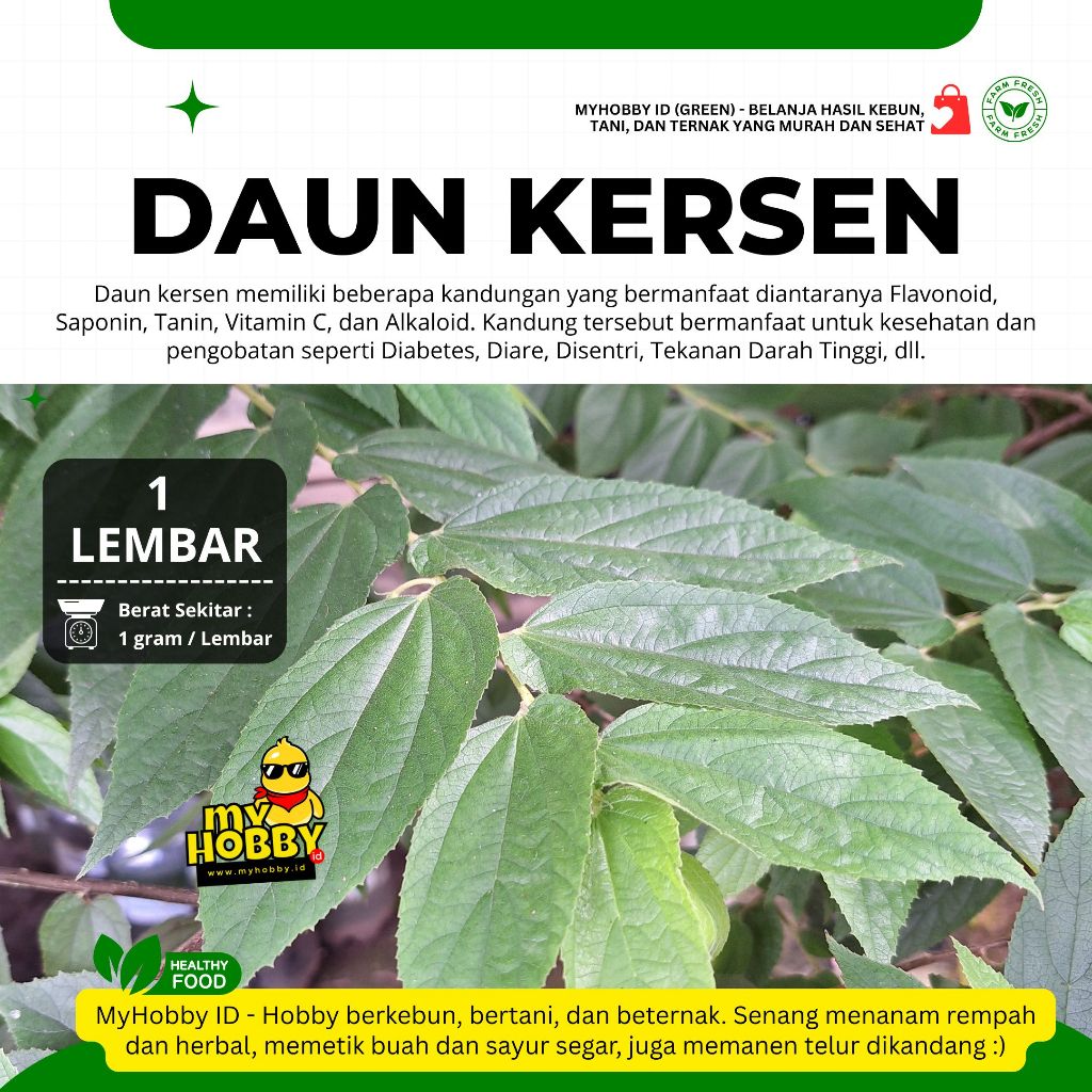 

Daun Kersen Bagus & Segar, Dipetik Dadakan! Herbal Muntingia C., Kersem Keres Talok Ceri Seri Baleci