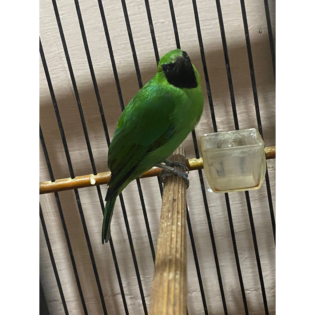 Burung cucak ijo min jantan nopeng