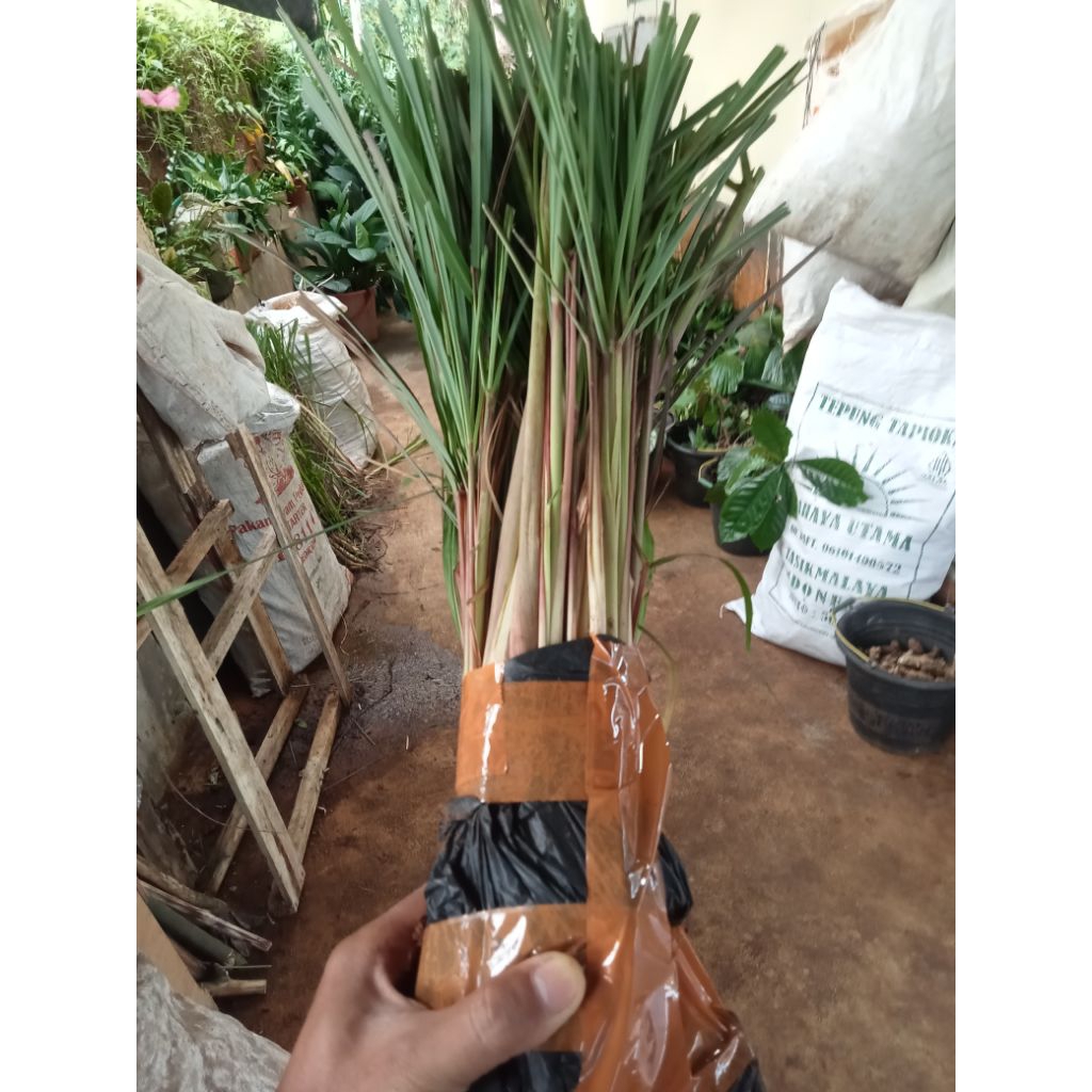 

Sereh Wangi Sereh Merah Segar Fresh 100 gr