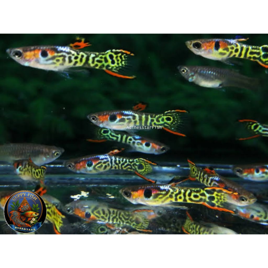 guppy mini tiger endler
