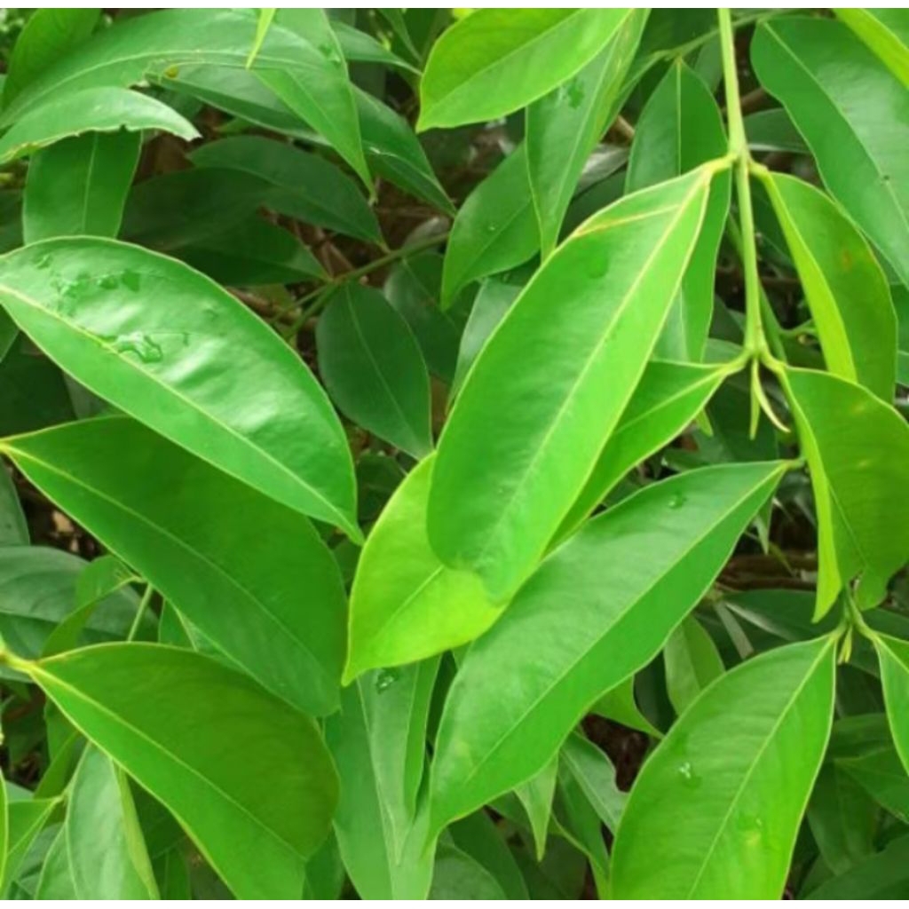 

Daun mahkota dewa fresh 250 gram