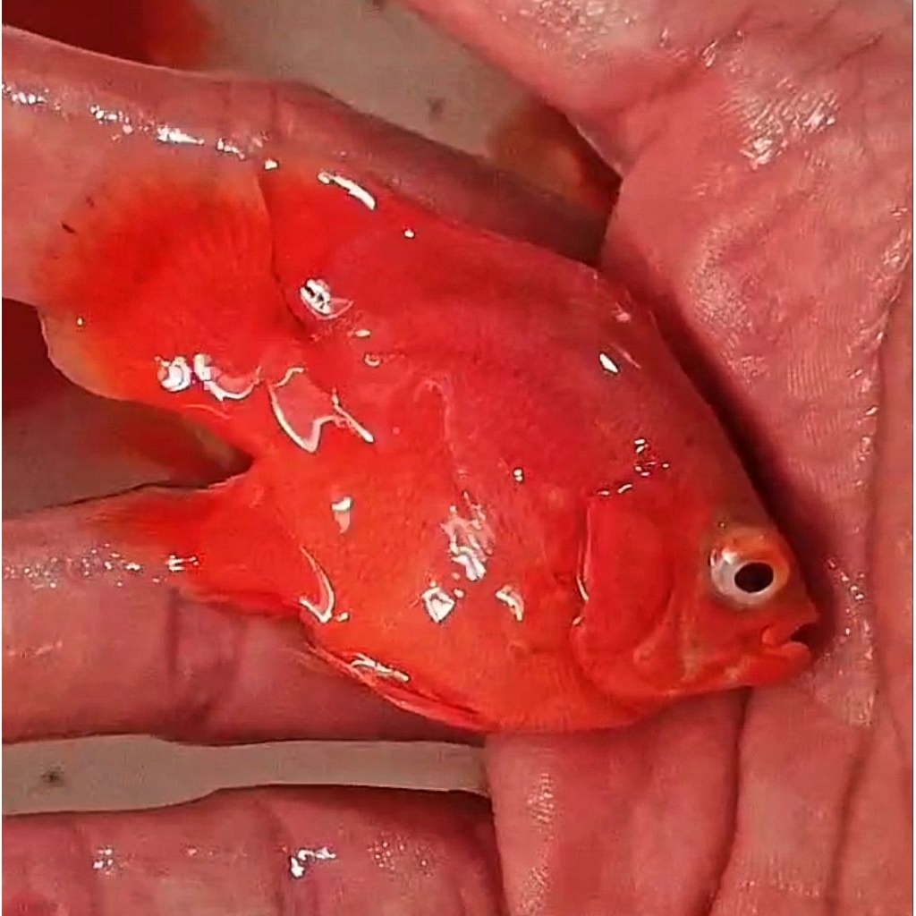 OSCAR RED CHILI SB ( SHORT BODY )