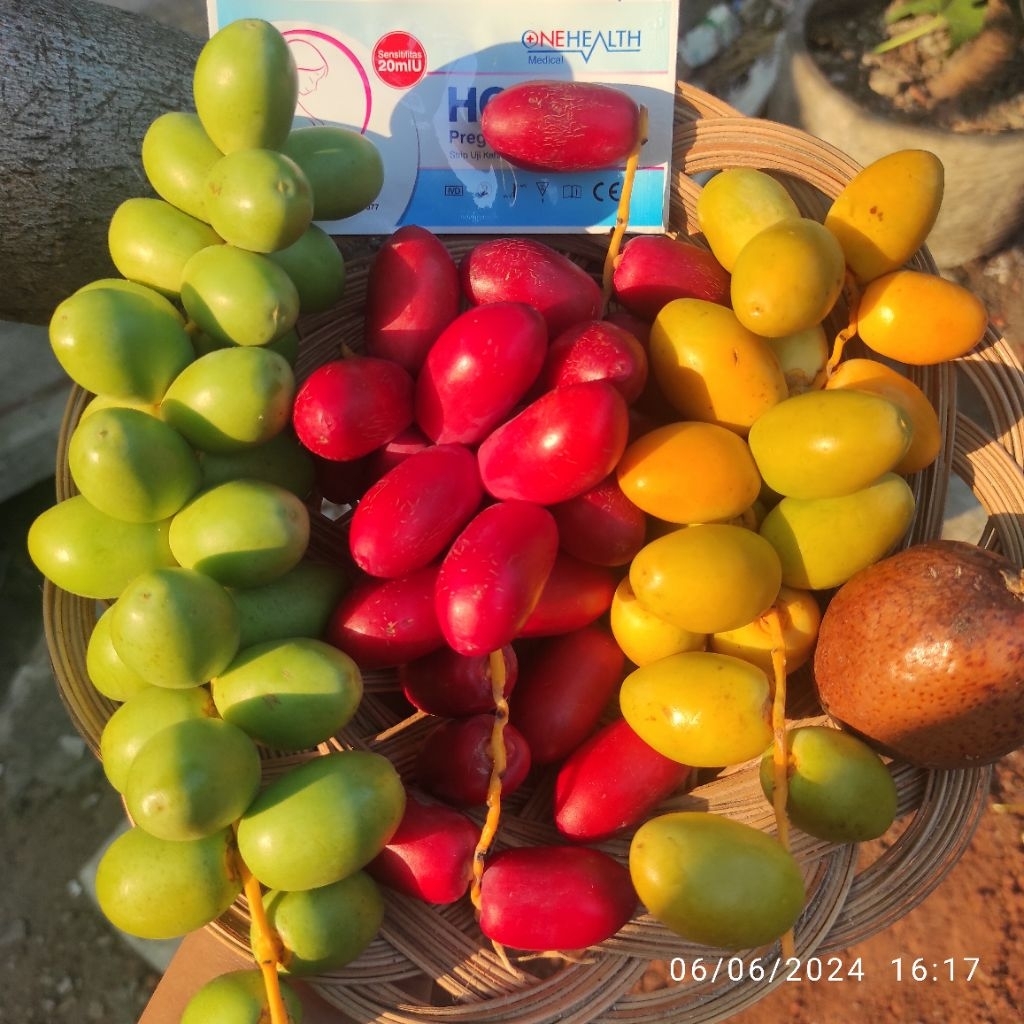 

kurma muda fresh bukan frozen
