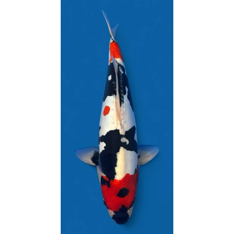 Showa Doitsu 30cm - Ikan Koi Blitar - Koi Doitsu