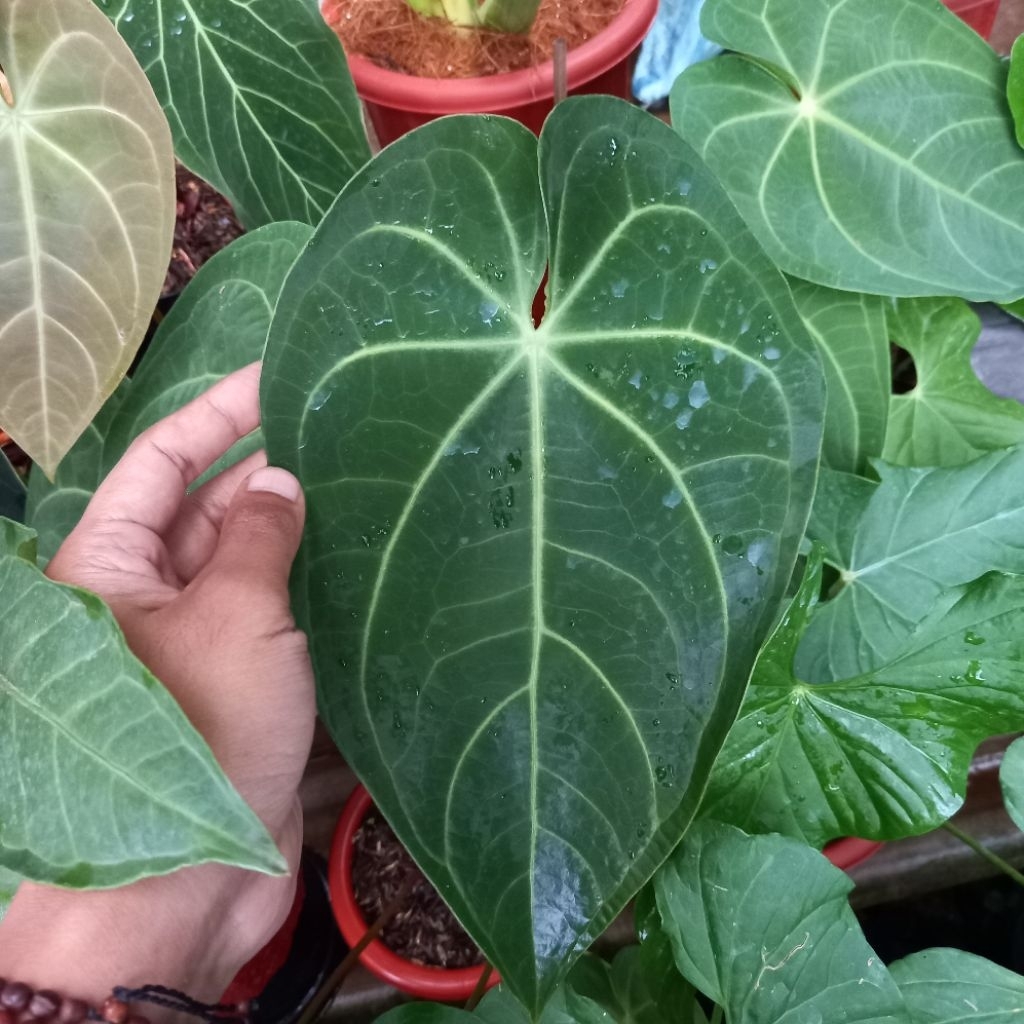 Anthurium verde