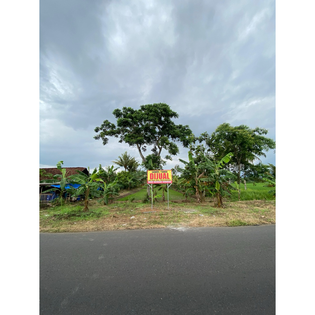 SAWAH LOKASI PINGGIR JALAN UTAMA NASIONAL BANJAR PATROMAN CIAMIS JAWA BARAT