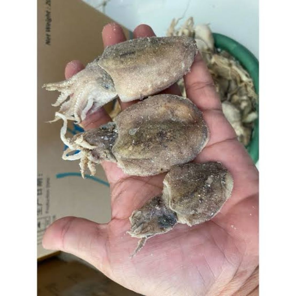 ikan CUMI GURITA/CUMI BEKUTAK asin kesat 1.Kg asli PROMO Termurah✔️🟢