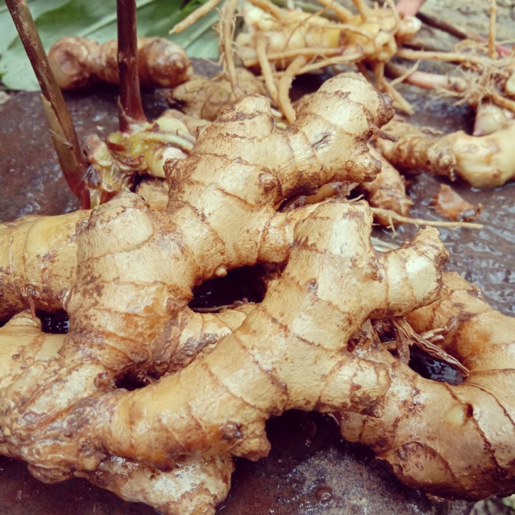 

lempuyang ORGANIK (kering & segar) 1000g