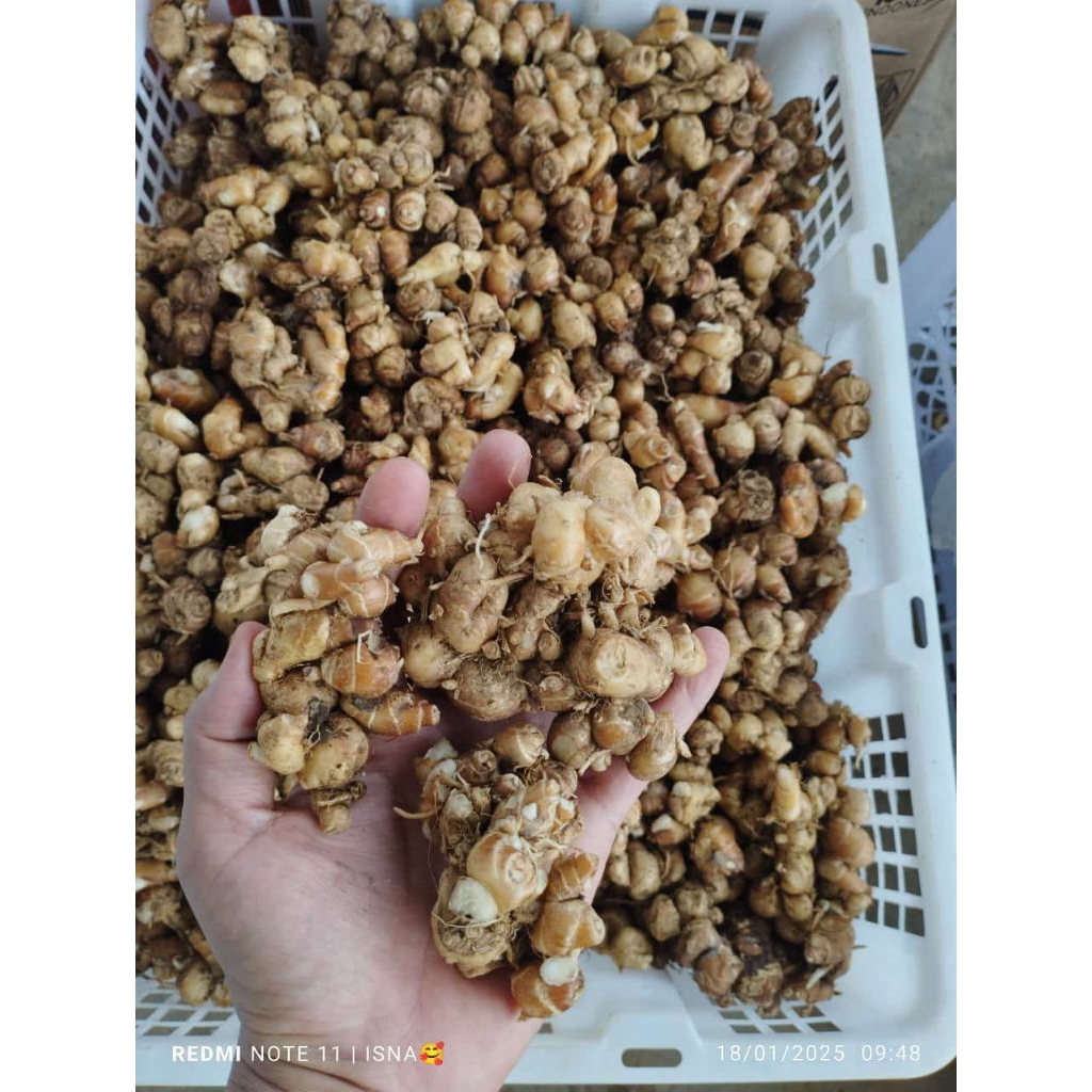 

KENCUR FRESH BUMBU SEBLAK MURAH