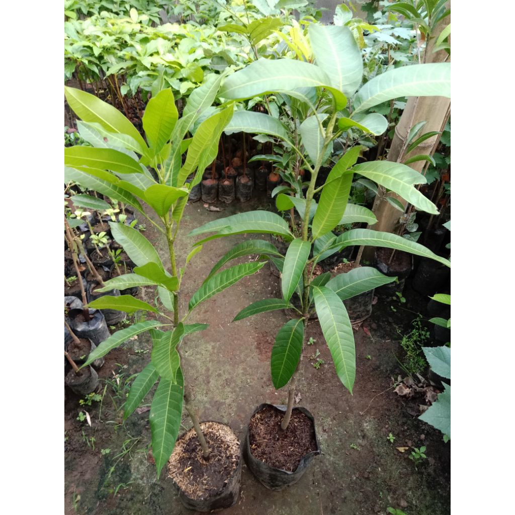 Tinggi ±1 Meter Serba 35Rb  Bibit Mangga Manalagi Harum Manis Gadung Kiojay Sawo Jumbo Kelengkeng Ma