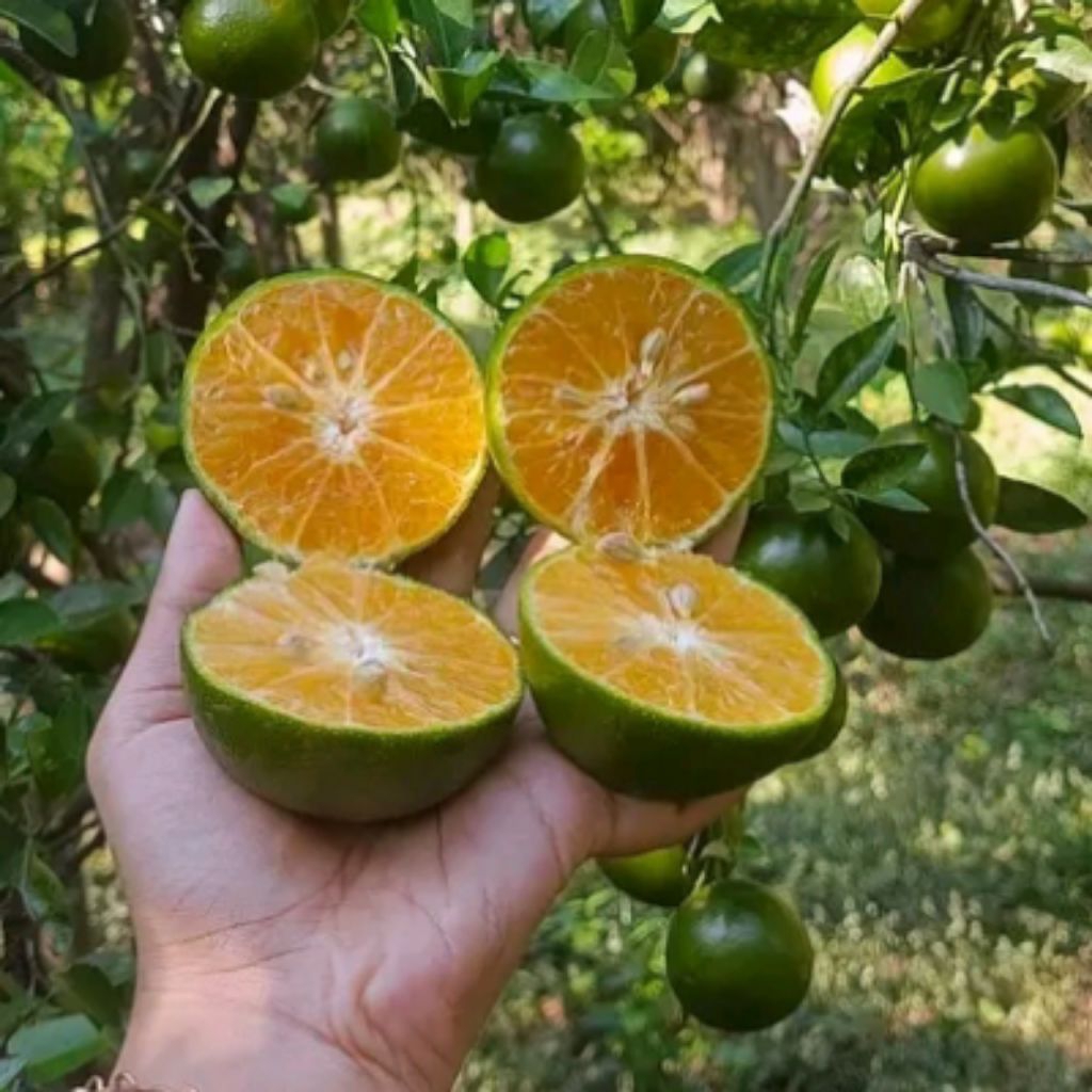 

Jeruk Peras Fresh Baru Petik Dari Kebun, Jeruk Wedang Berat 1KG