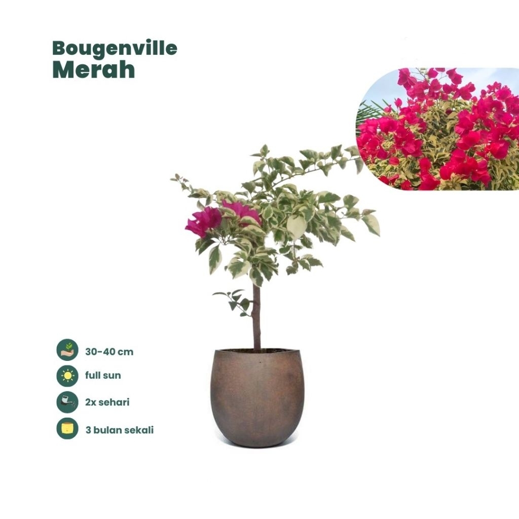 PROMO TERMURAH TANAMAN HIAS BIBIT BOUGENVILLE VARIEGATA 3 WARNA BUNGA UNGGU,MERAH,PUTIH KEMBANG KERT