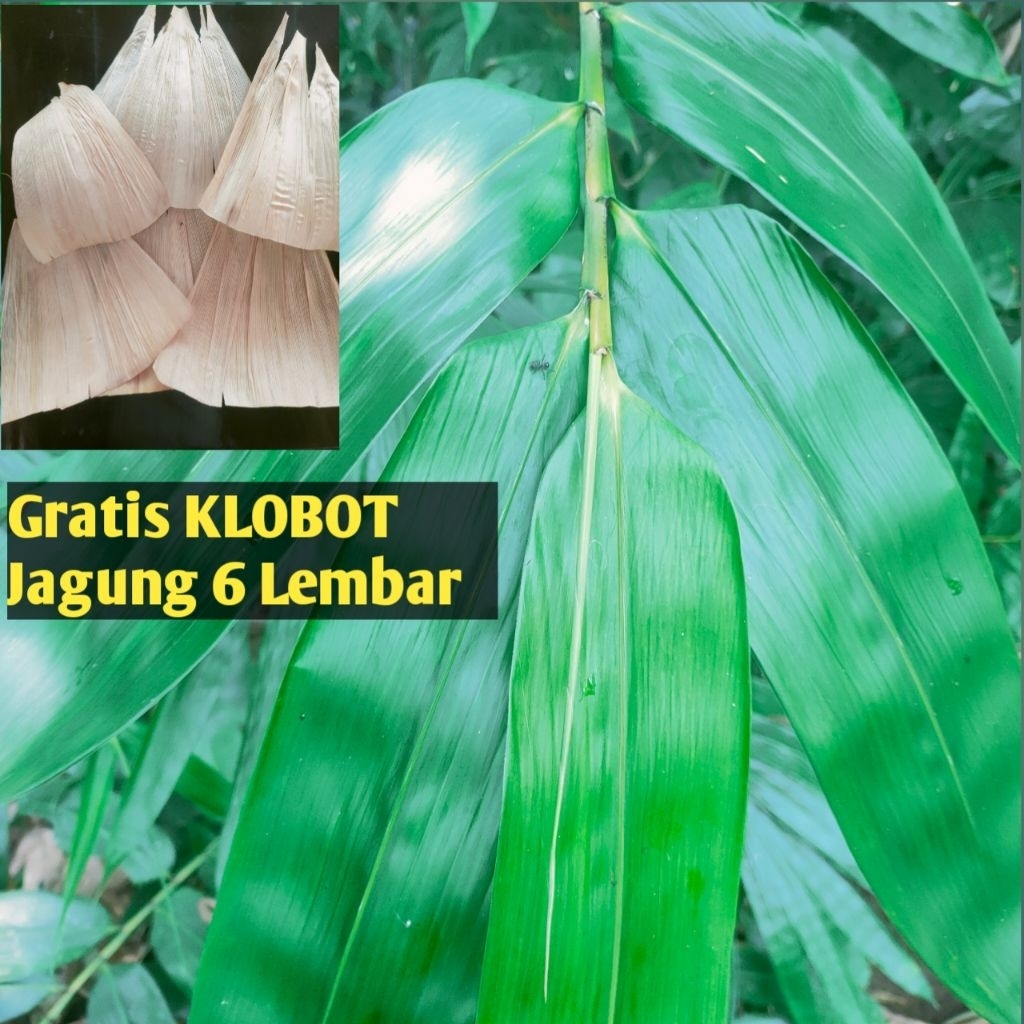 

Daun Bacang Segar 110 Lembar Ukuran 8–9 cm | Daun Ketupat | Daun Anyaman