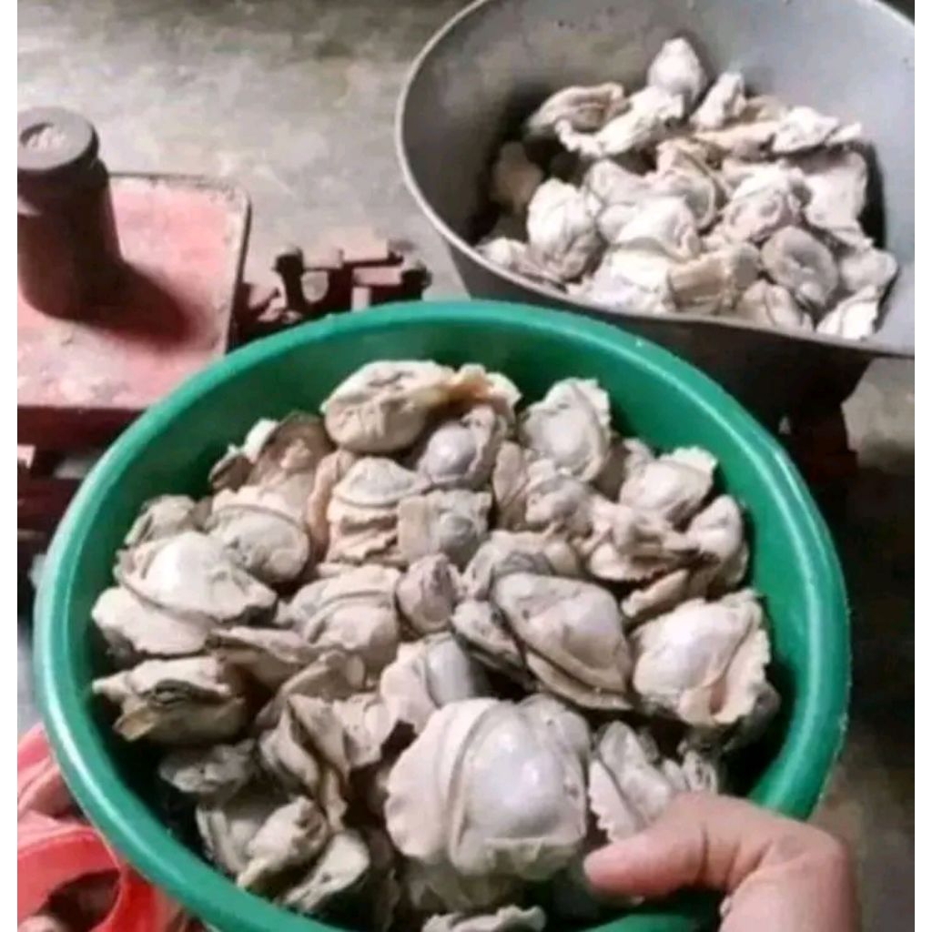 

Daging kerang air tawar 20ribu/1 KG