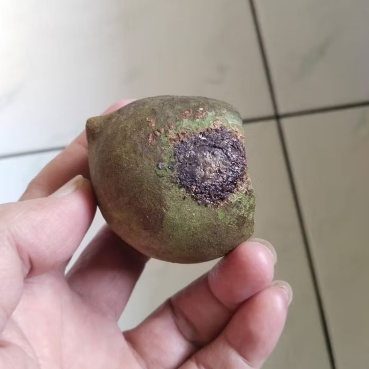 Kemiri Adu Muncang Adu Jalim Jawa Ori Cangklongan