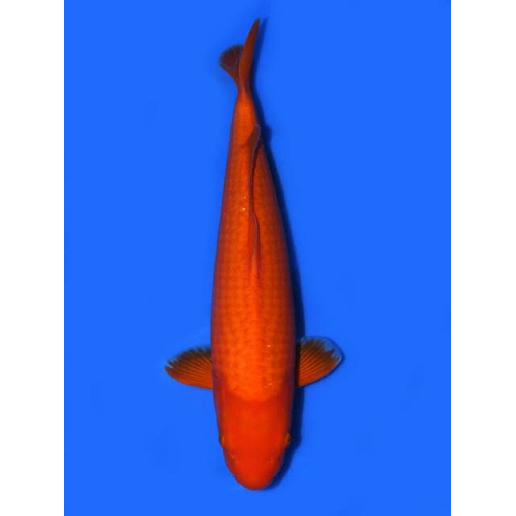 Ikan koi Benigoi 28-30cm - Ikan koi Blitar - Koi penjinak kolam