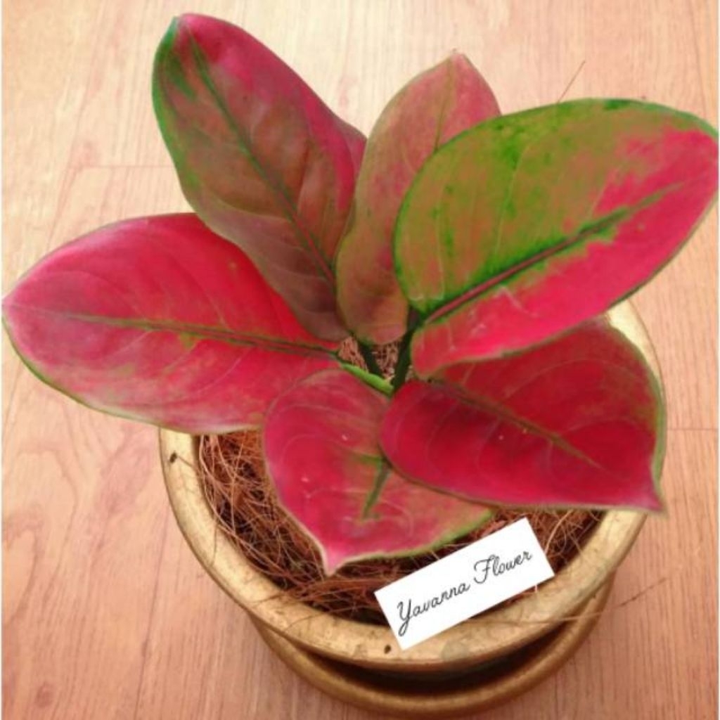 Aglonema ayunindi remaja