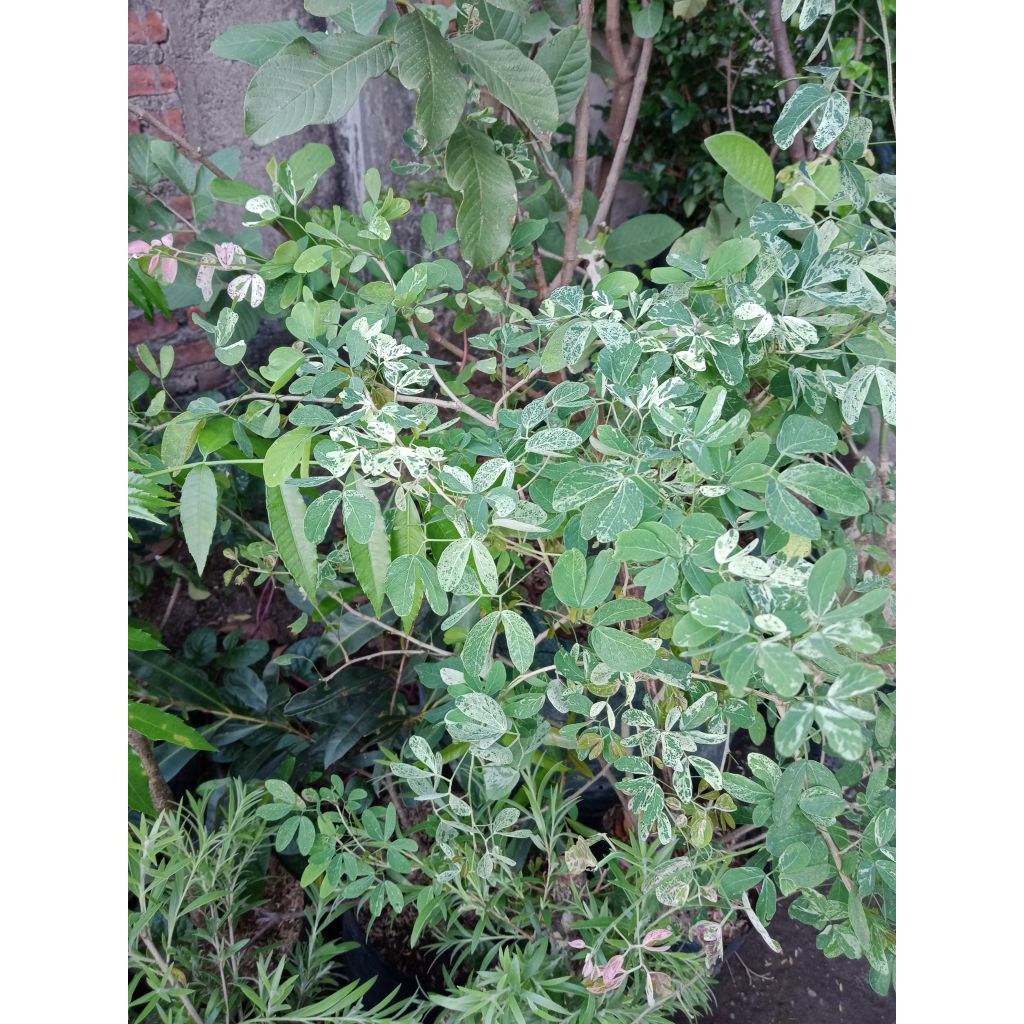 cangkokan asam Kranji