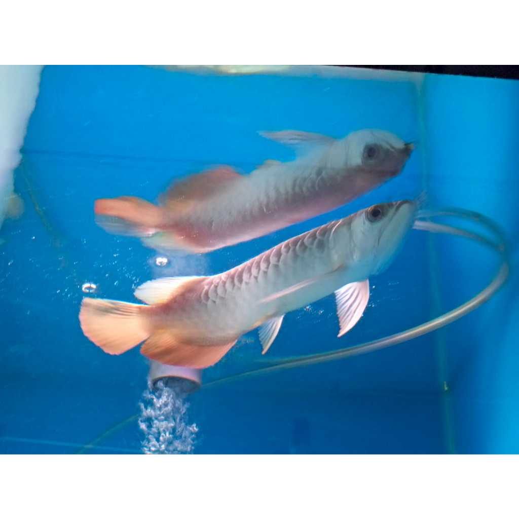 Ikan Hias Arwana Golden Red Size-20-25cm