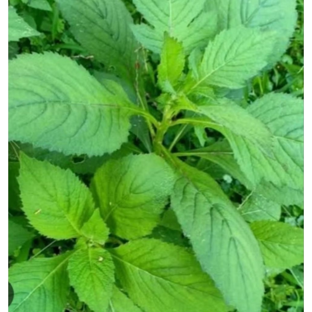 

Daun sintrong/Tanaman Herbal Jambrong segar 1 kg