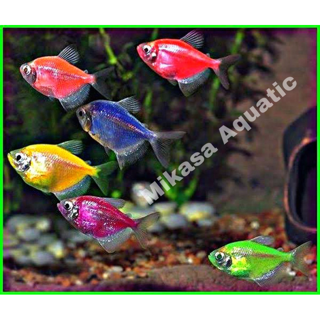 ikan Hias warna warni ikan hias aqurium