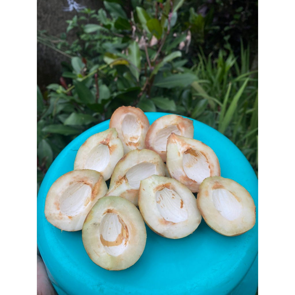

buah pala segar 1000gram cocok untuk manisan pala