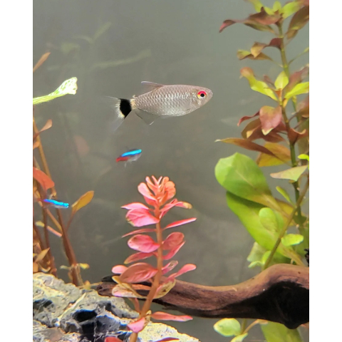 IKAN HIFIN BLACK TAIL PLATY