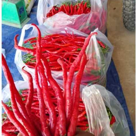 

1 kg cabe merah keriting/CMK dengan kualitas premium