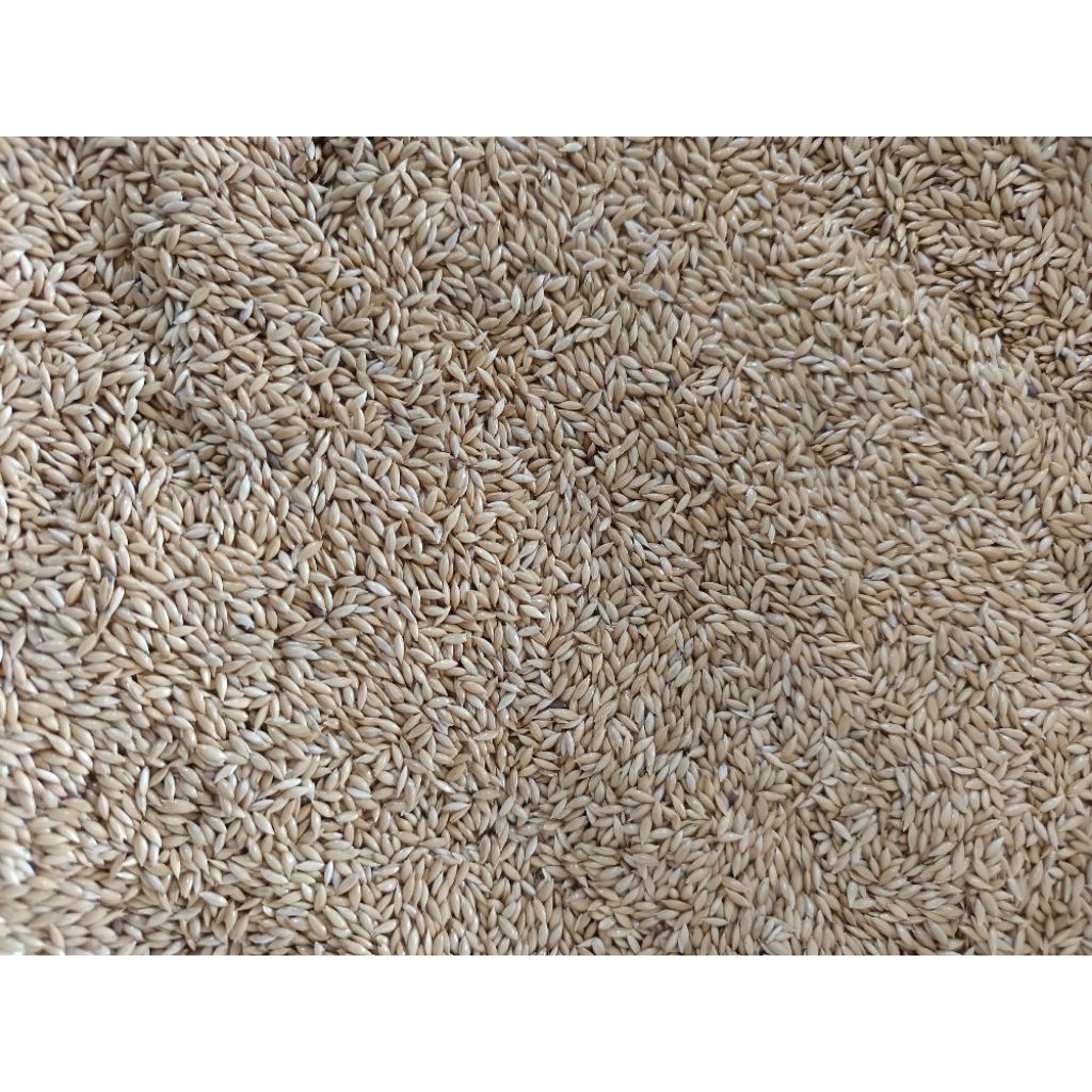 

Kenari Seed