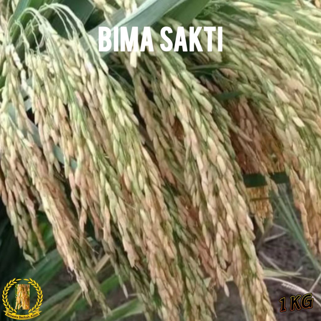 Bibit Padi Bima Sakti Super Berkualitas Unggul 1Kg