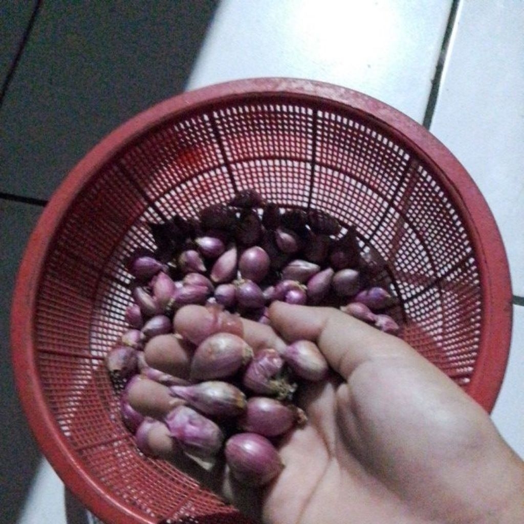 

bawang merah