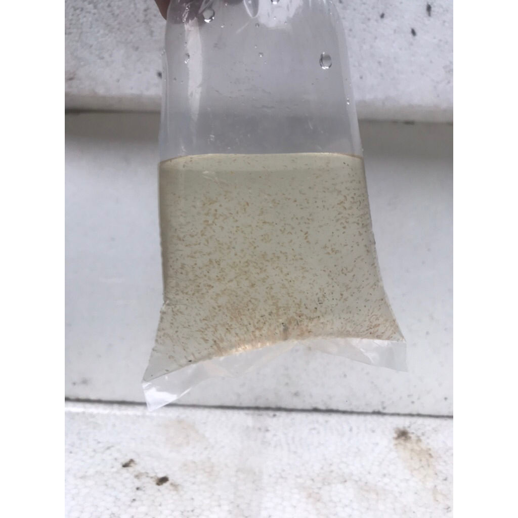 Kutu air moina atau starter kutir moina