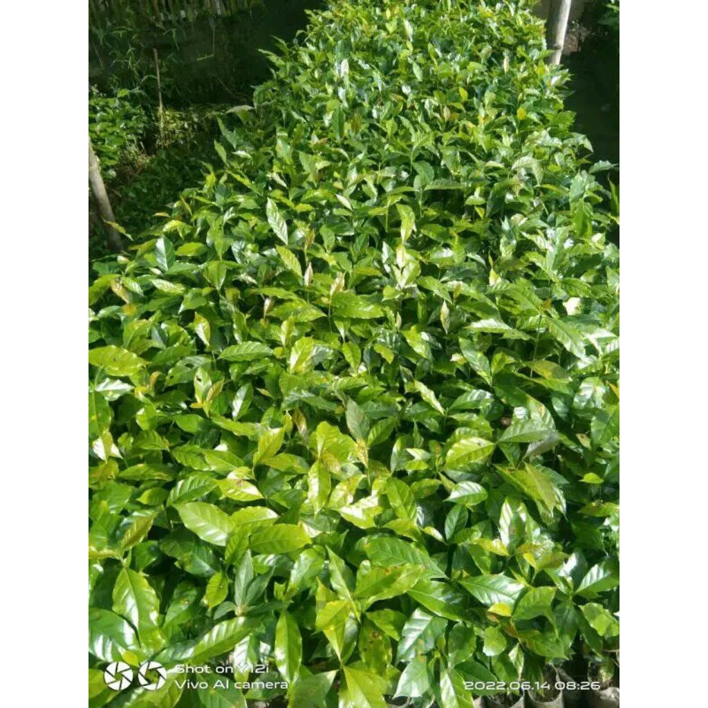 Bibit Kopi Robusta varietas Ateng janda isi (200 bibit+bonus) /bibit kopi robusta asli lampung cabut