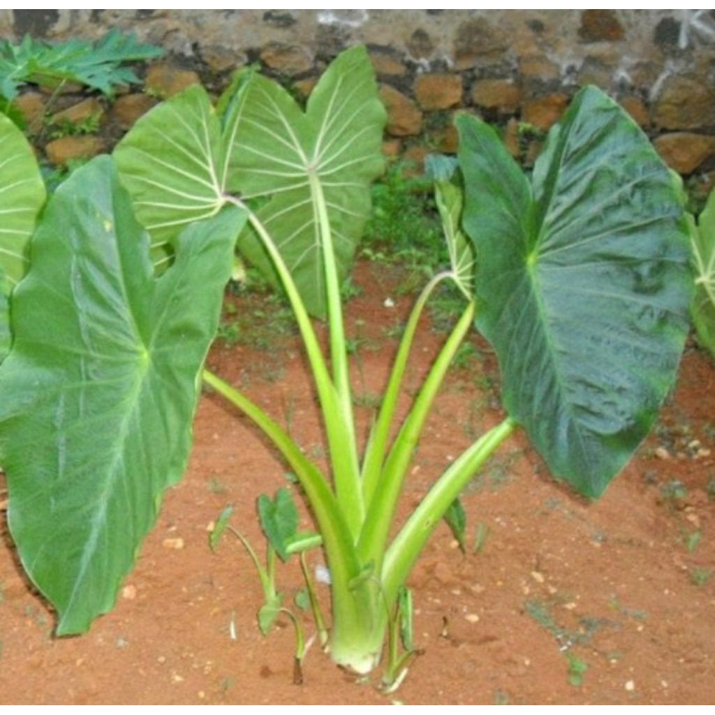 bibit tanaman talas sente jumbo uk.40/50cm up