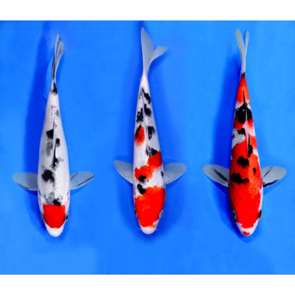 

K01 sanke ukur 8-11 cm bergarangsi