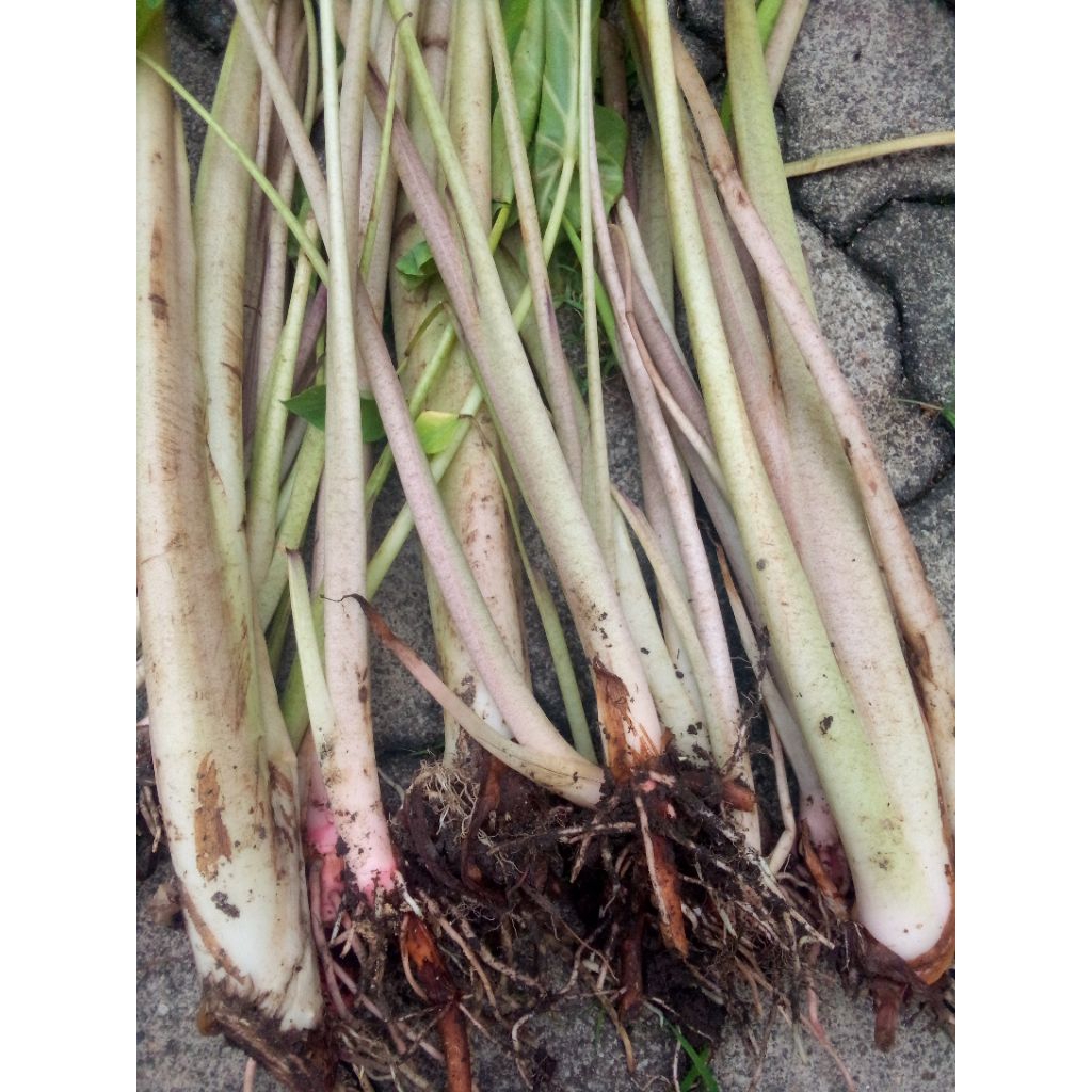 Bibit bentul Bogor / Talas bogor (20 PCS)