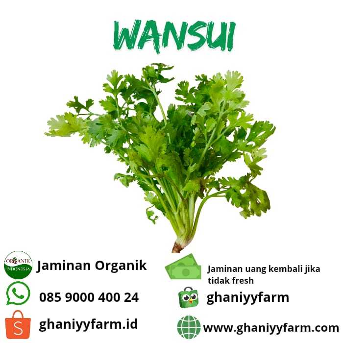 

Sayur Organik Wansui Organik 100Gram