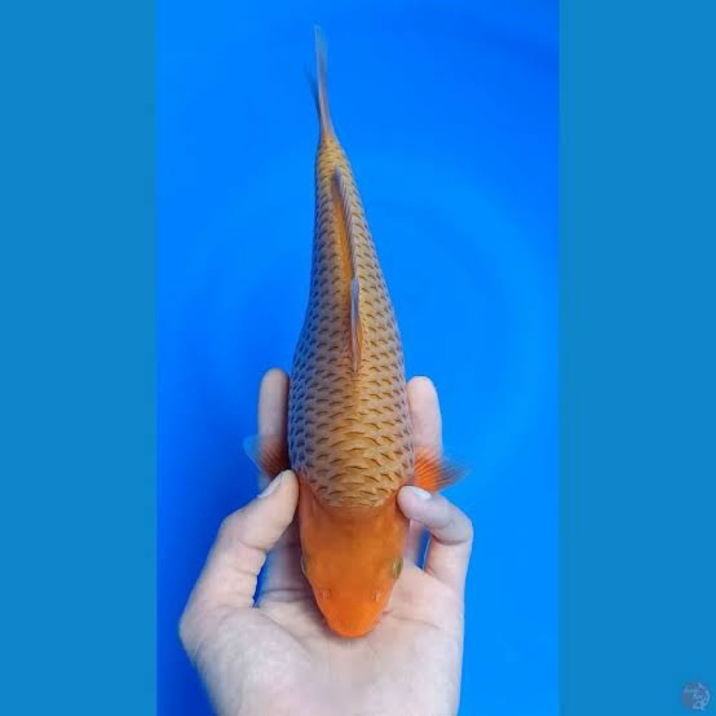Ikan koi Caramel 27-30cm - Penjinak kolam koi - Koi Polosan - Ikan koi Blitar