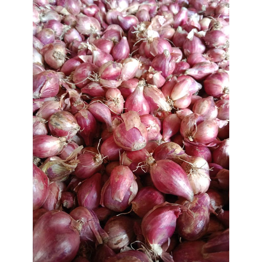 

Bawang Merah Atau Brambang Nganjuk