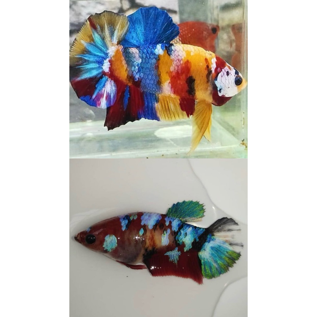 cupang pair (sepasang siap kawin) warna bagus cerah, indukan ajib