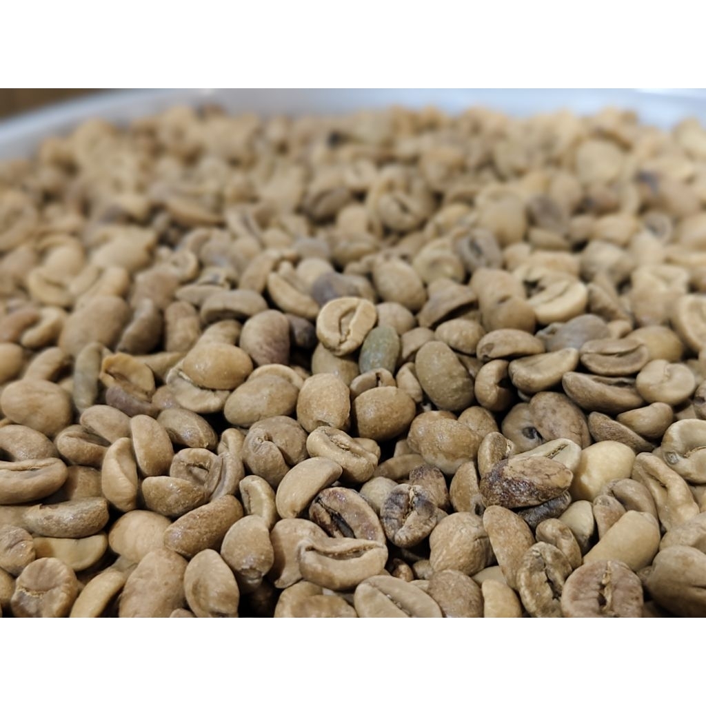 

Grean Bean Kopi Winey process Biji mentah Arabika Gayo 1kg