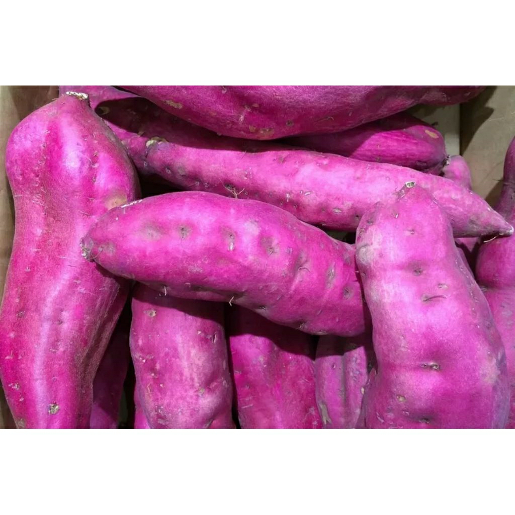 UBI UNGU MURASAKI (UKURAN SEDANG)