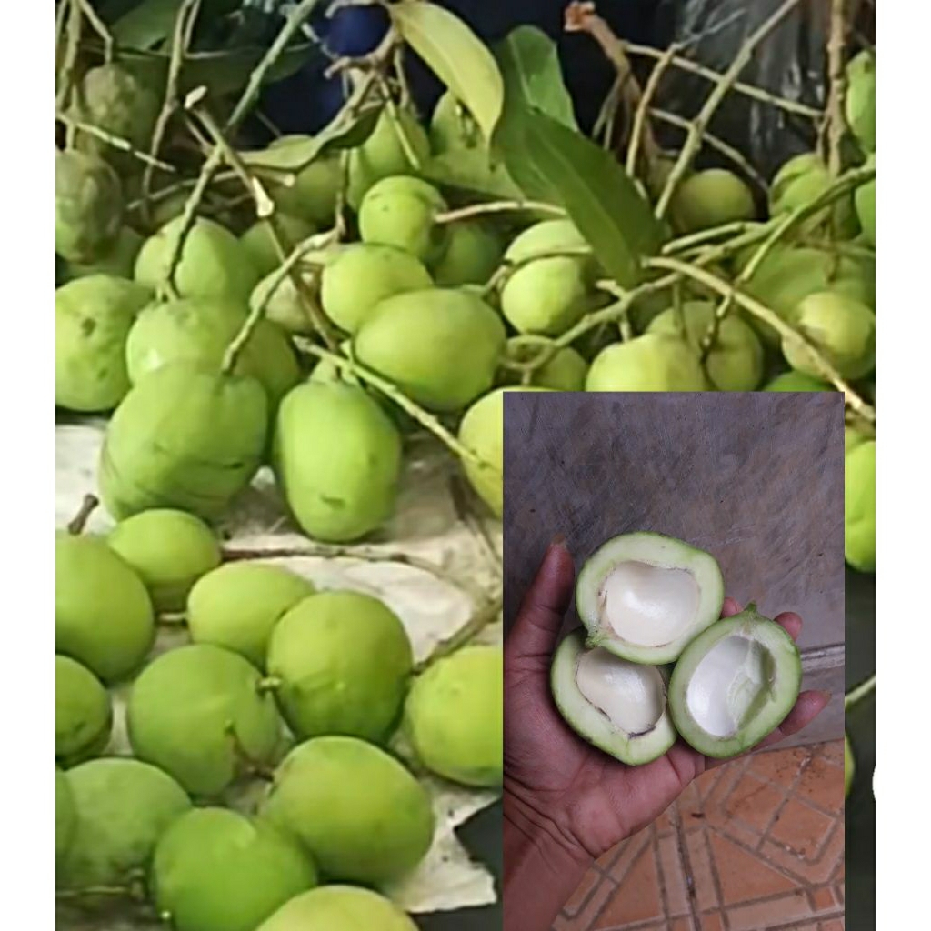 

Mangga Muda Telur 1kg fress Kriuk
