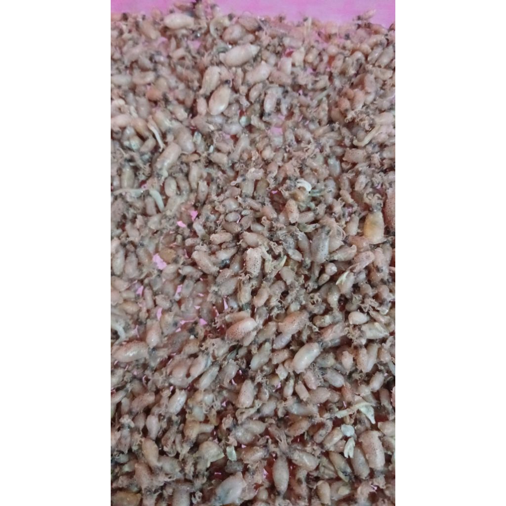 

BABY CUMI PREMIUM UK 1-3CM grosir 5kilo