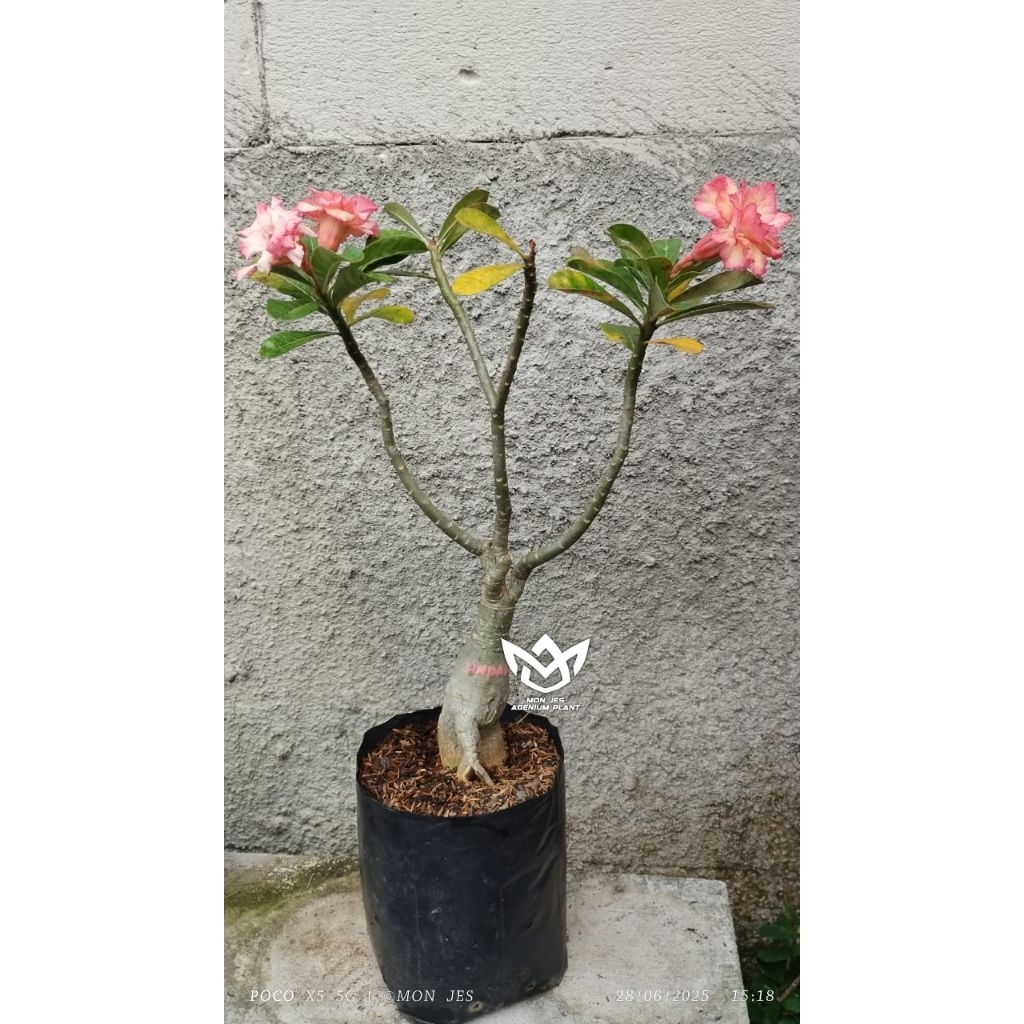 adenium bunga tumpuk warna orange id. Unparalleled entres panjang bisa buat bahan grafting.