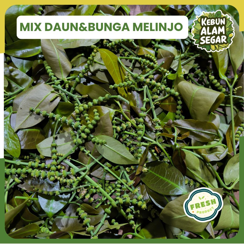 MIX DAUN MELINJO DAN BUNGA MELINJO UCENG MUDA SEGAR