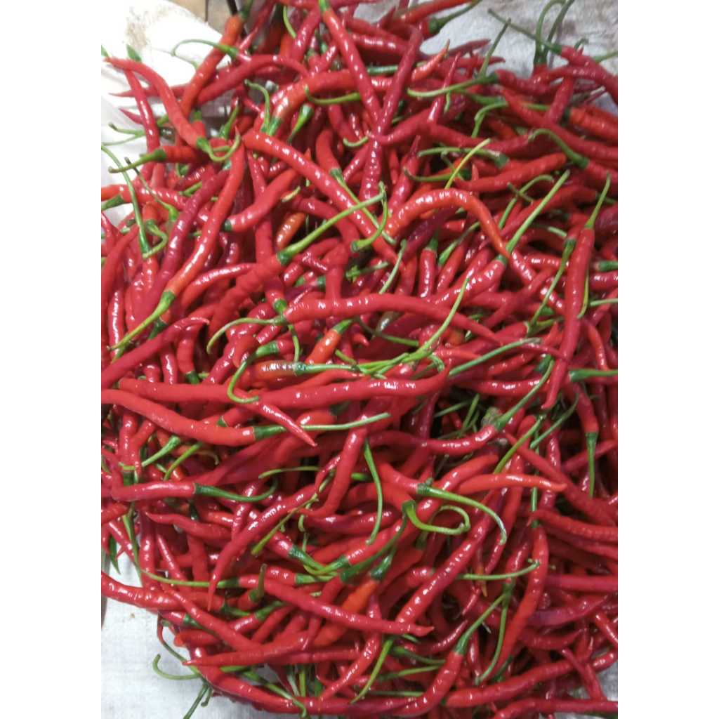 

Termurah Cabe Merah Keriting Fresh 1 kg