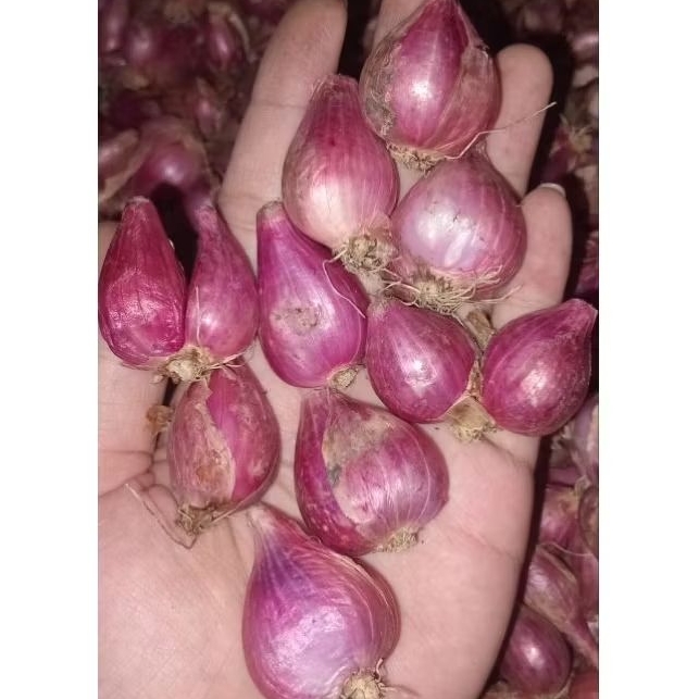

BAWANG MERAH 1KG MURAH KERING