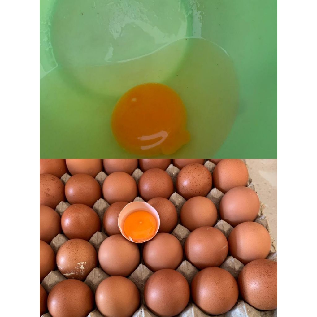 

Telor Omega 3 Fresh